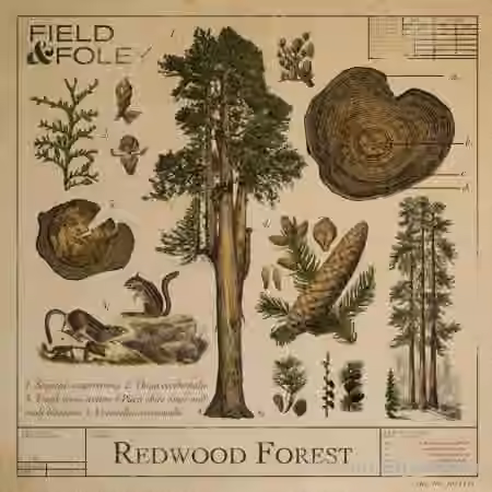 Field and Foley Redwood Forest [WAV]
