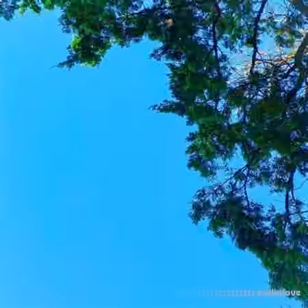rosewither New Samples [WAV]