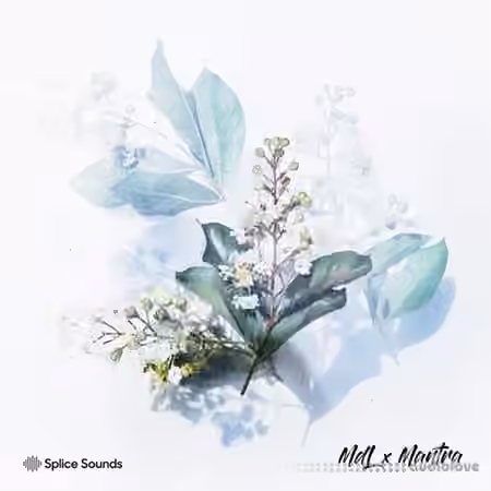 Splice MdL x Mantra [WAV]